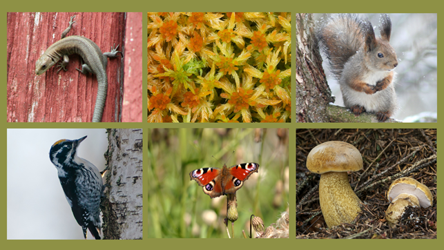 Biodiversity in Finland: lizard, sphagnum moss, red squirrel, woodpecker, European peacock, mushroom.