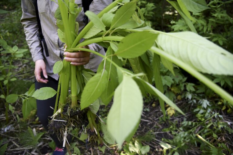 Person is holding Himalayan balsam.
