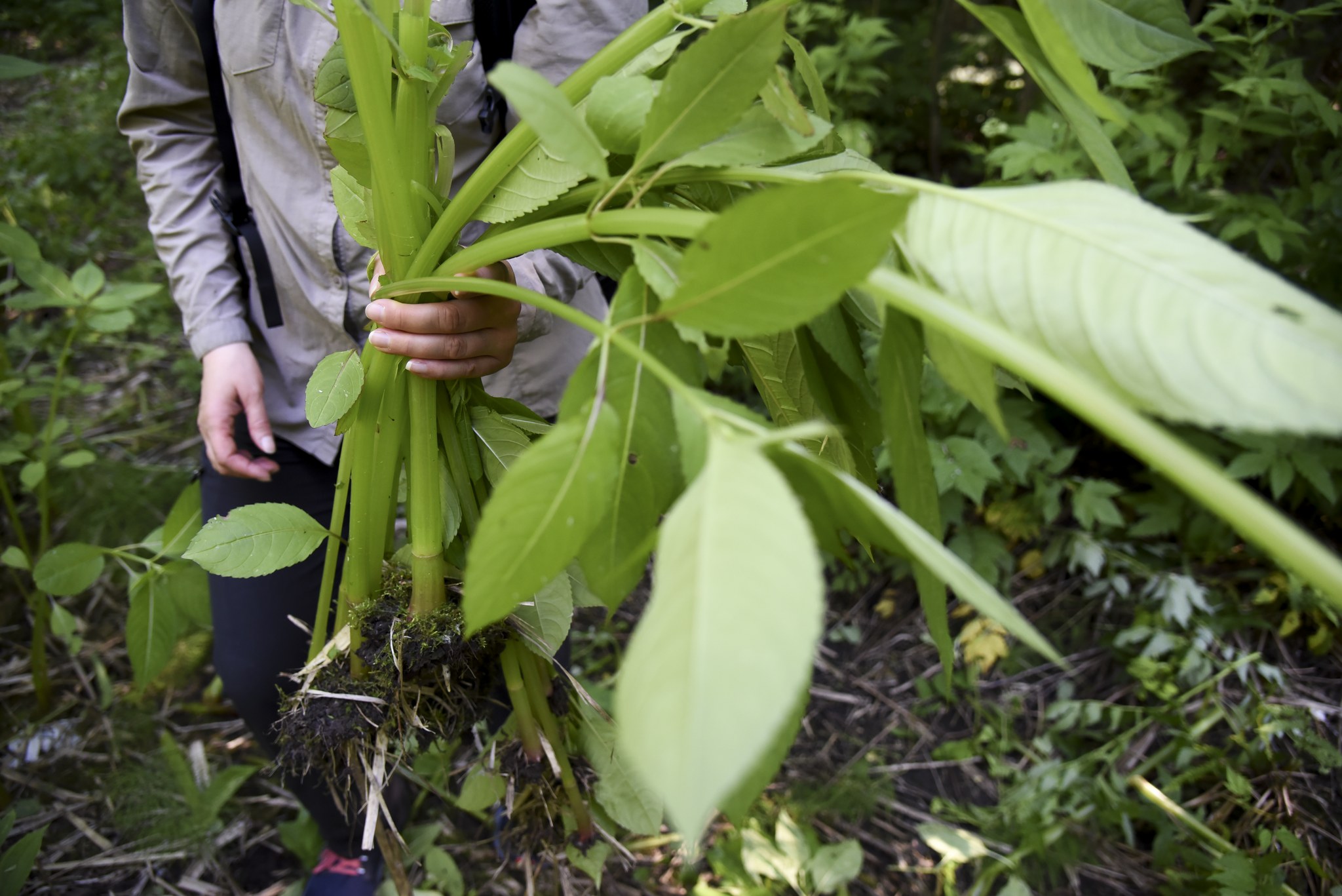 Volunteer to combat invasive alien plant species in Kuopio - Kuopio