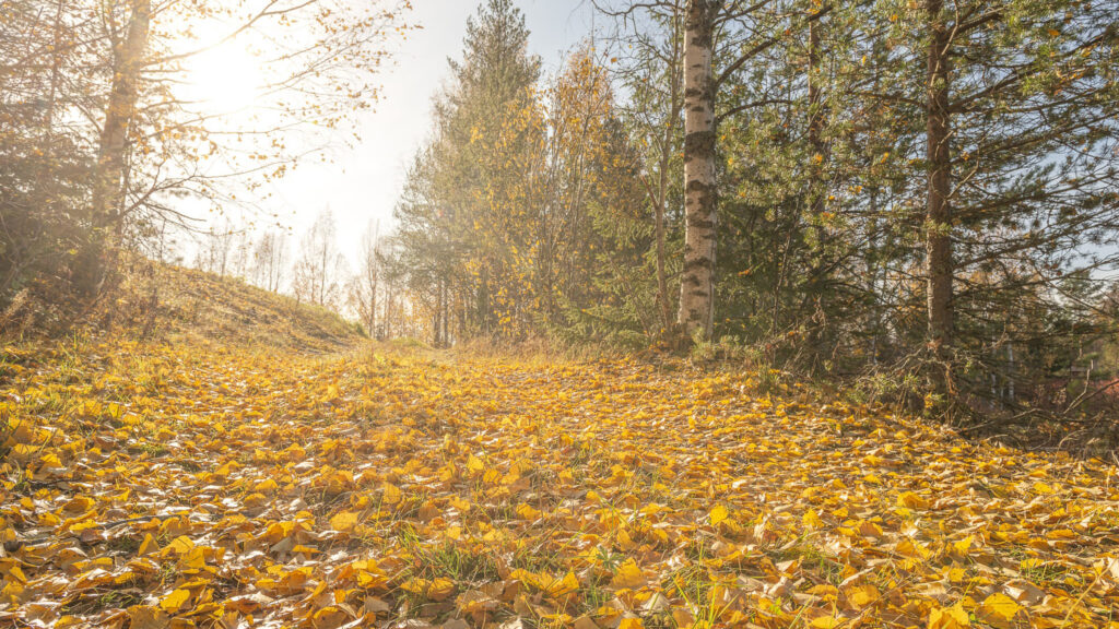 Keltaisia koivun lehtiä tiellä, jonka reunalla kuusia ja koivuja.