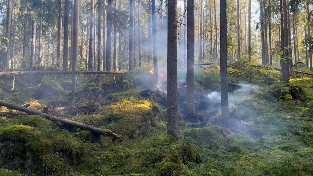 Savua metsässä