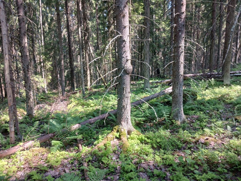 Kuopion METSO-selvitys, kuva Puijonsarven alueelta. Kuvaaja: Jari Julkunen.