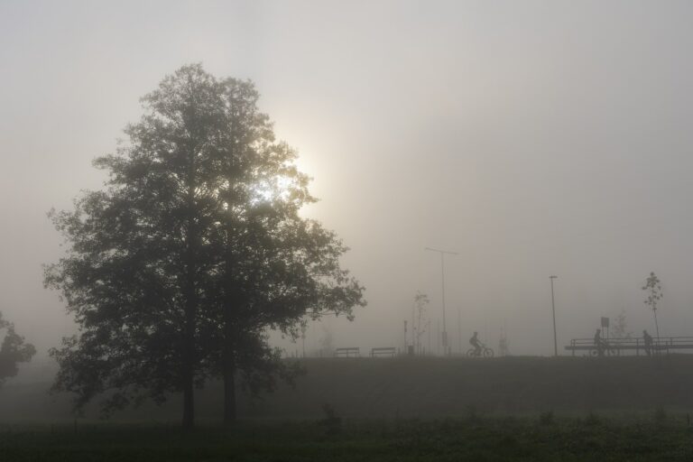 Puu vasemmassa laidassa, jonka takaa sumun läpi kajastava aurinko.