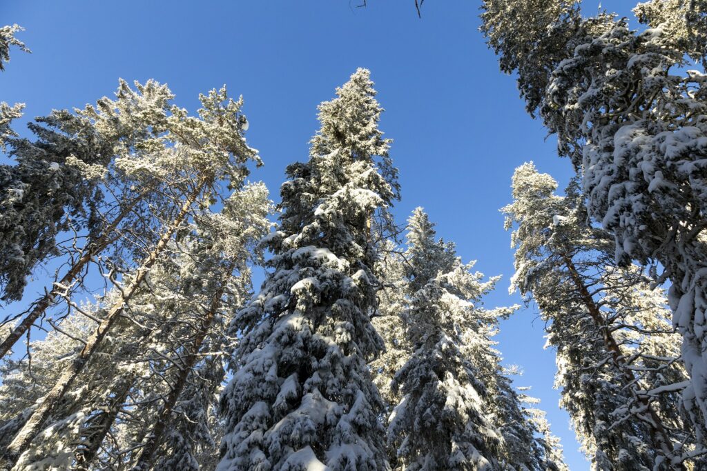 Lumisia puita sinistä taivasta vasten.