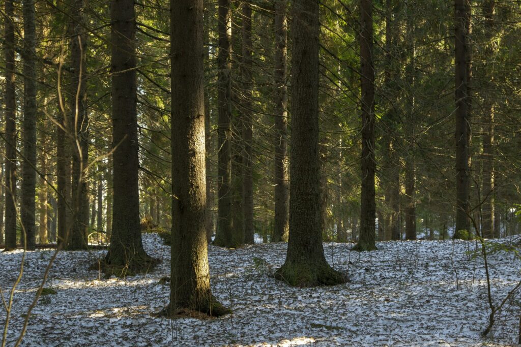 Metsää, jossa hieman lunta maassa.