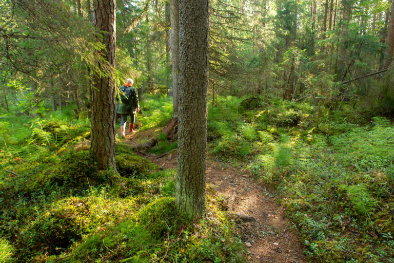 Vihreä metsä.